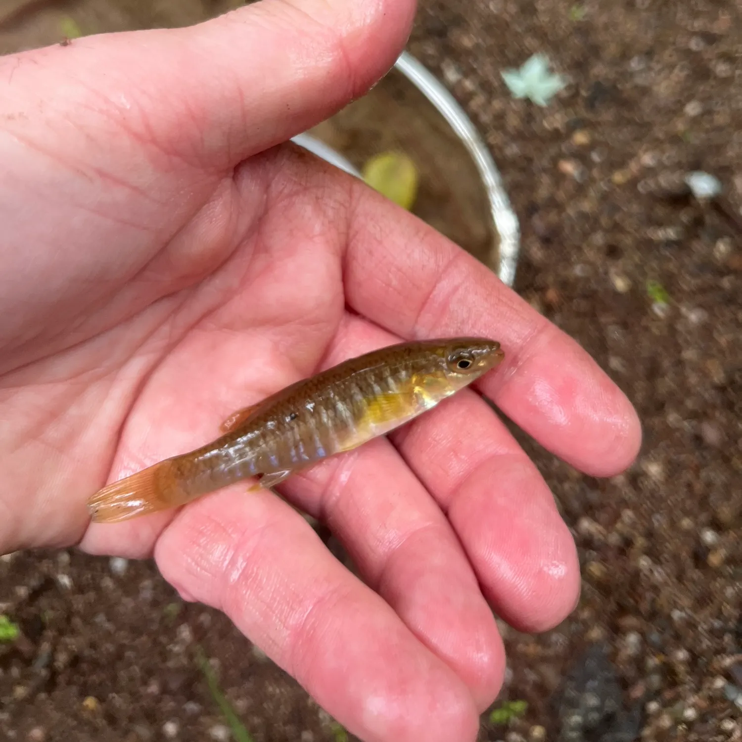 Banded killifish caught on Fishbrain