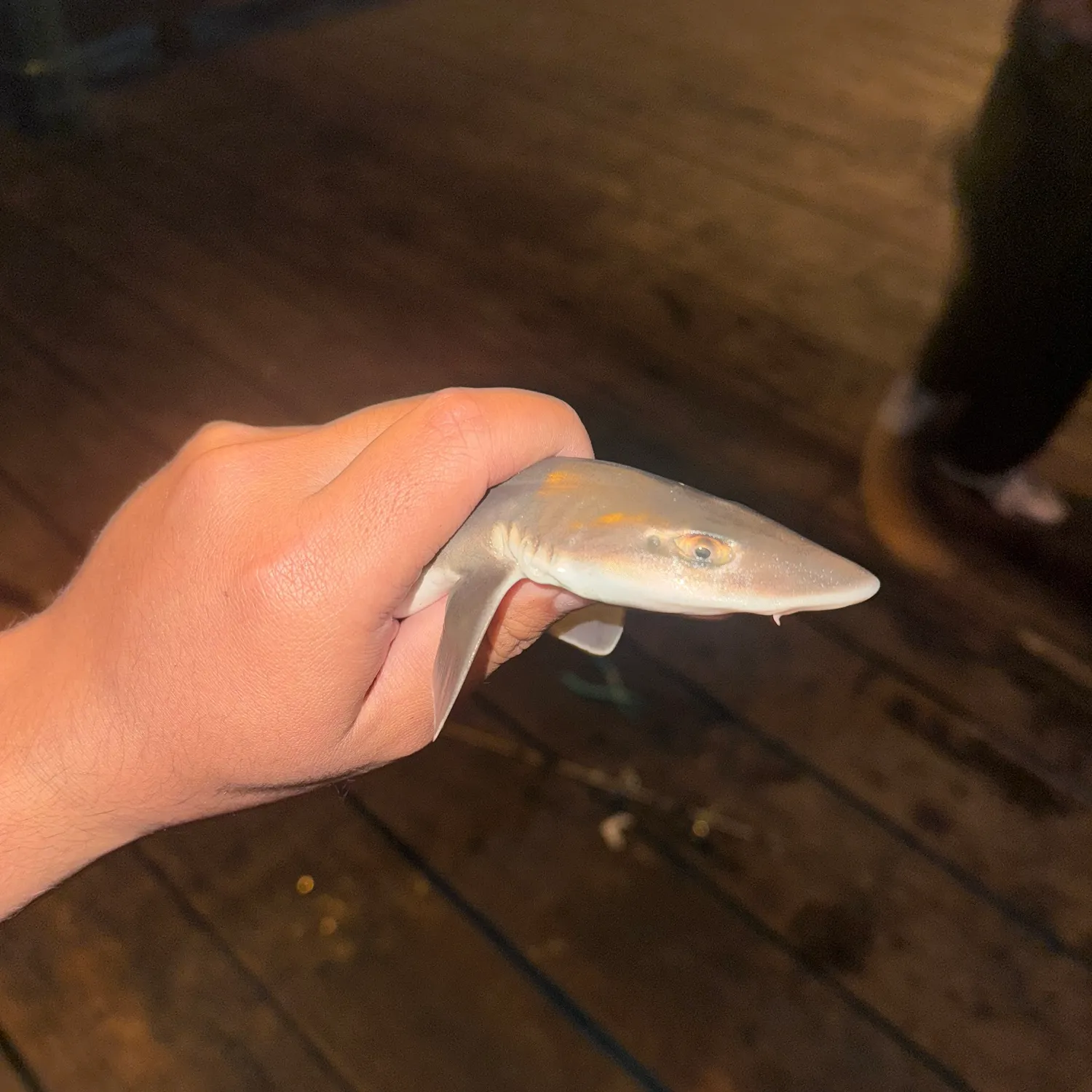 The most recent Grey smooth-hound catches on Fishbrain