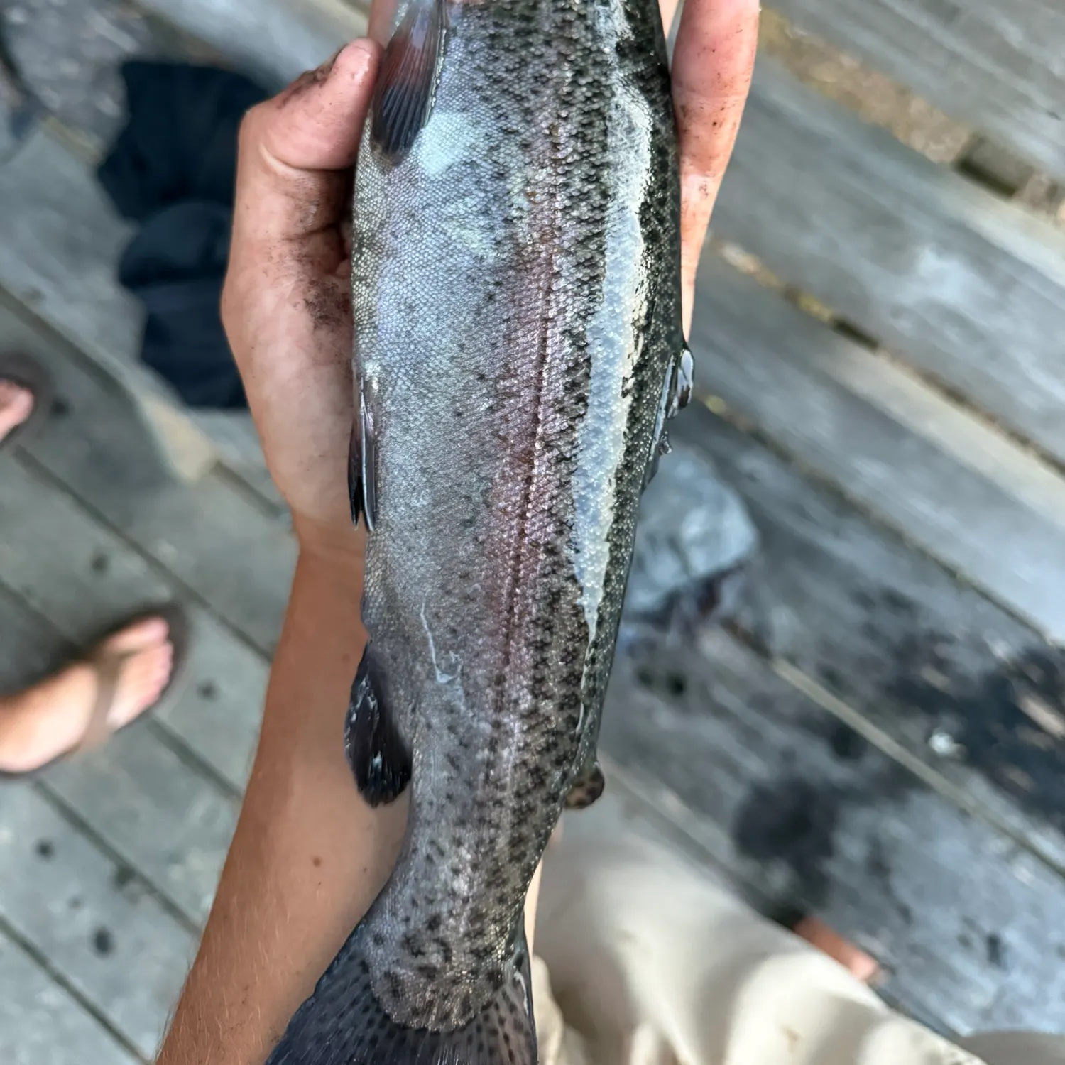 Rainbow trout caught on Fishbrain