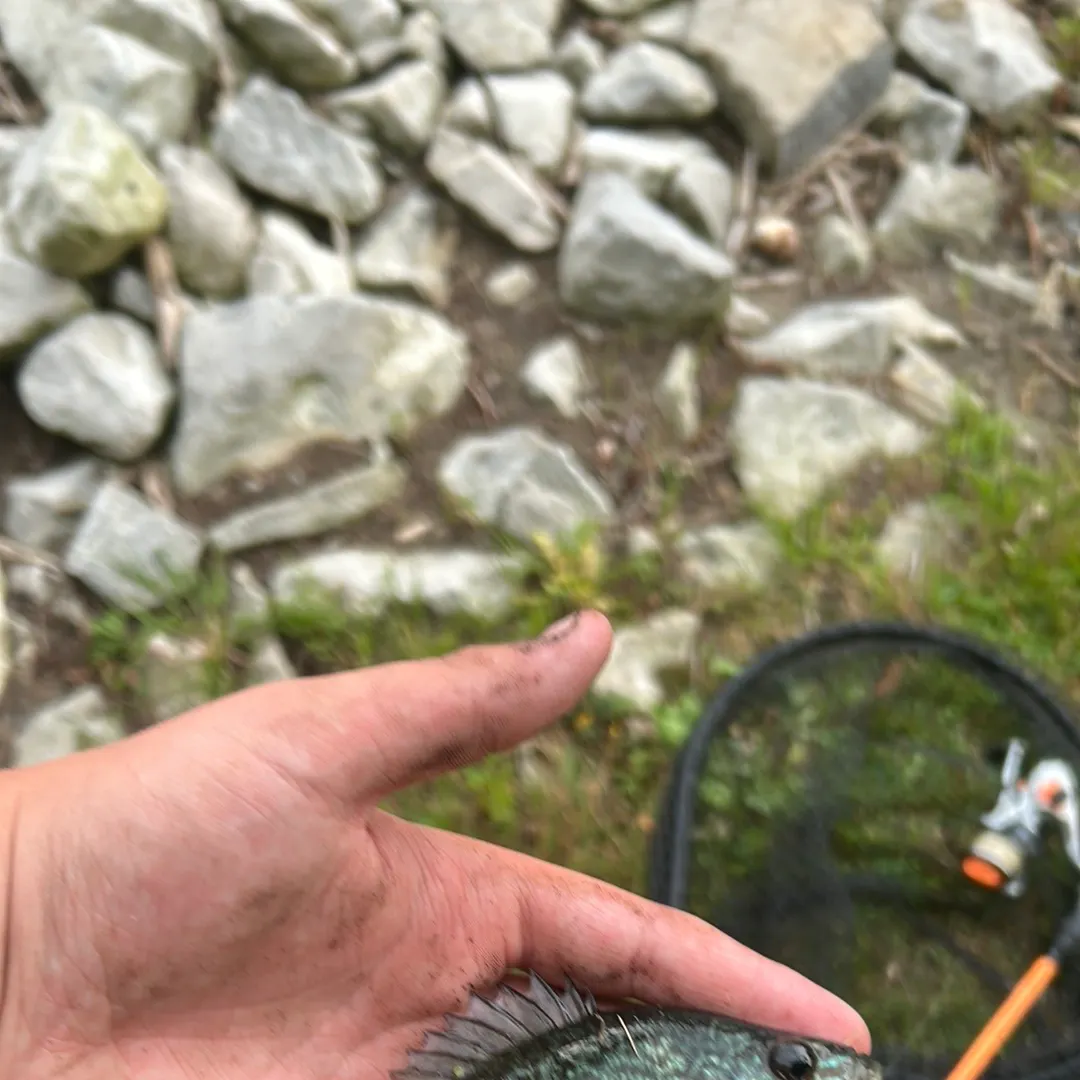 Pumpkinseed caught on Fishbrain