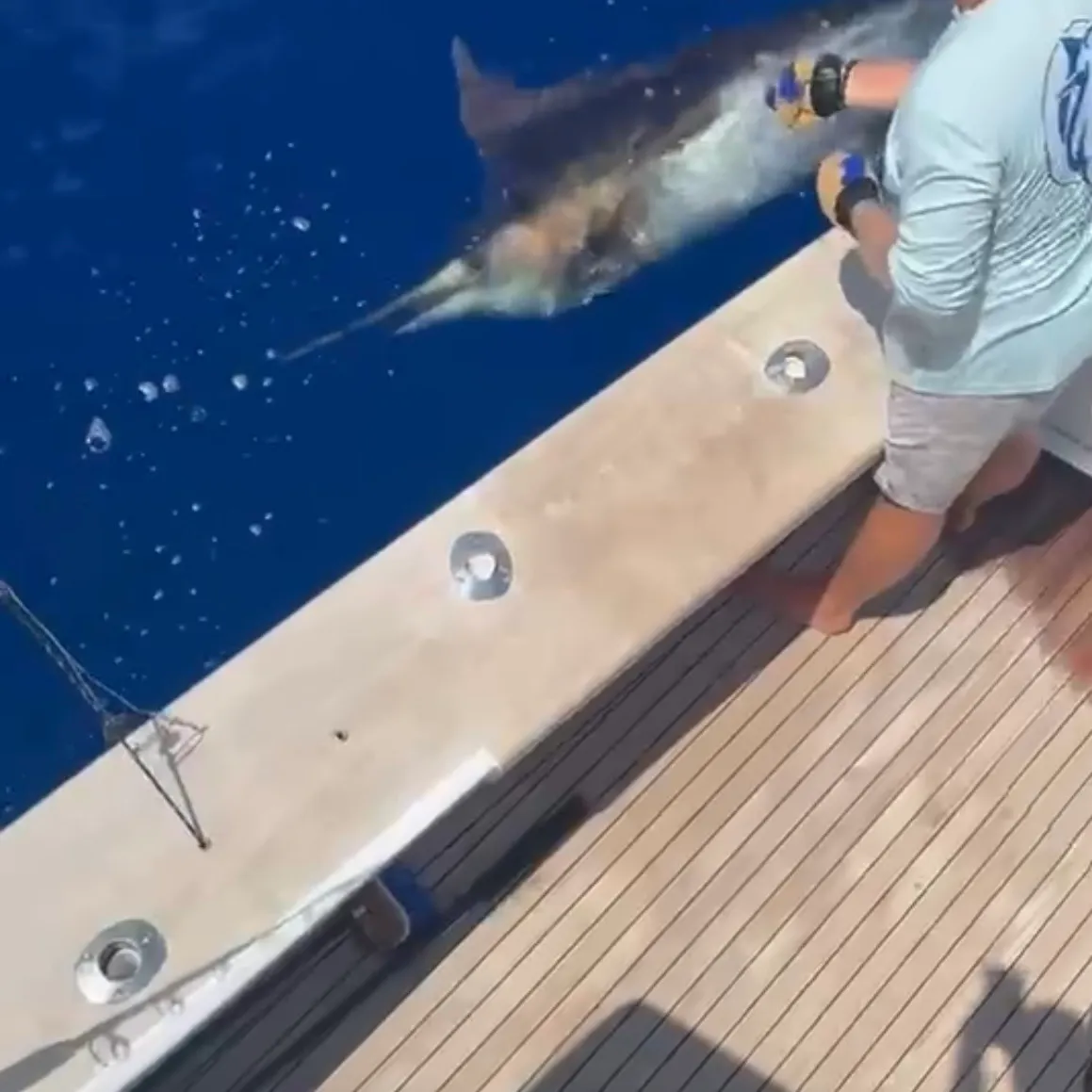 The most recent Indo-Pacific blue marlin catches on Fishbrain