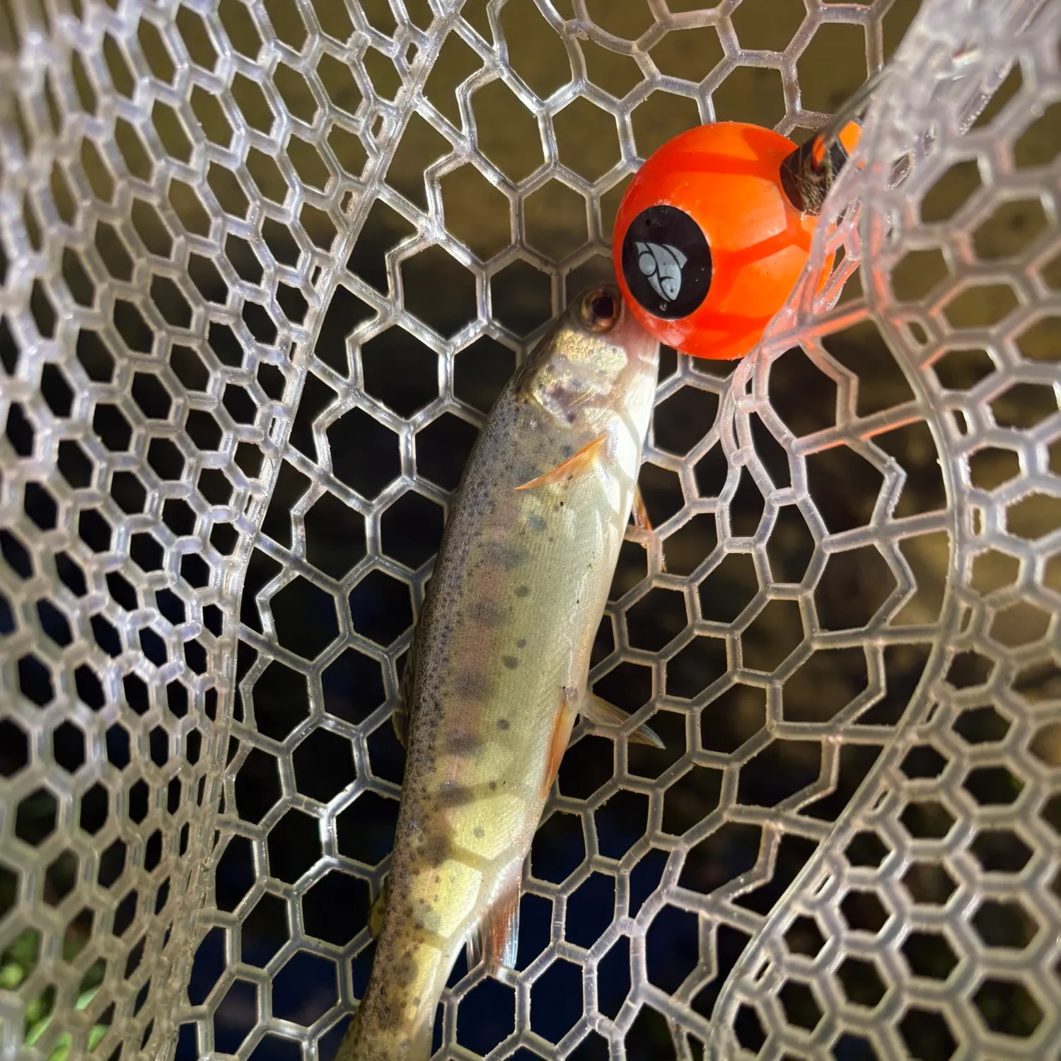 Rainbow trout caught on Fishbrain