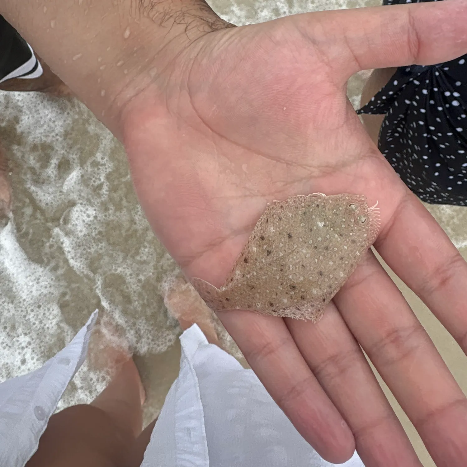 The most recent Eyed flounder catches on Fishbrain