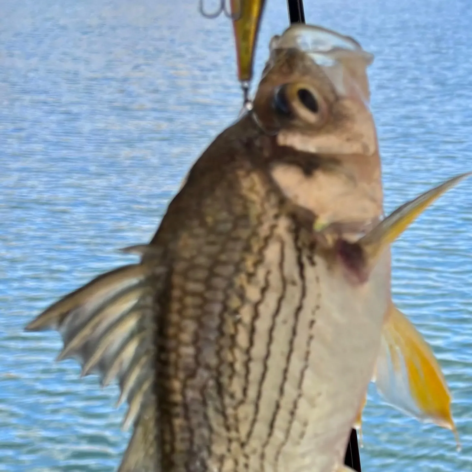 The most recent Sooty grunter catches on Fishbrain
