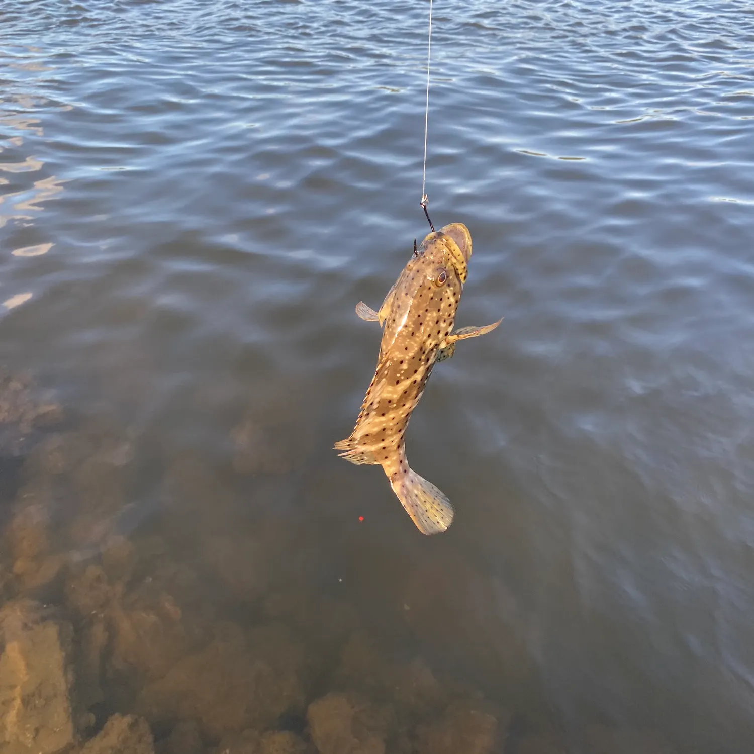 The most popular recent Orange-spotted grouper catch on Fishbrain