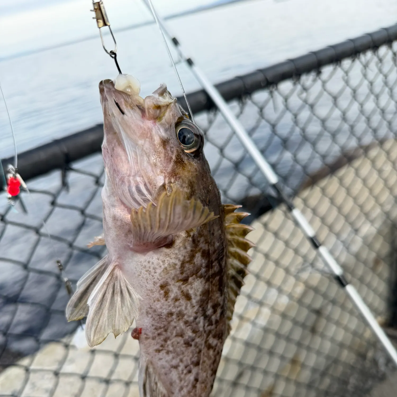 The most recent Kelp rockfish catches on Fishbrain