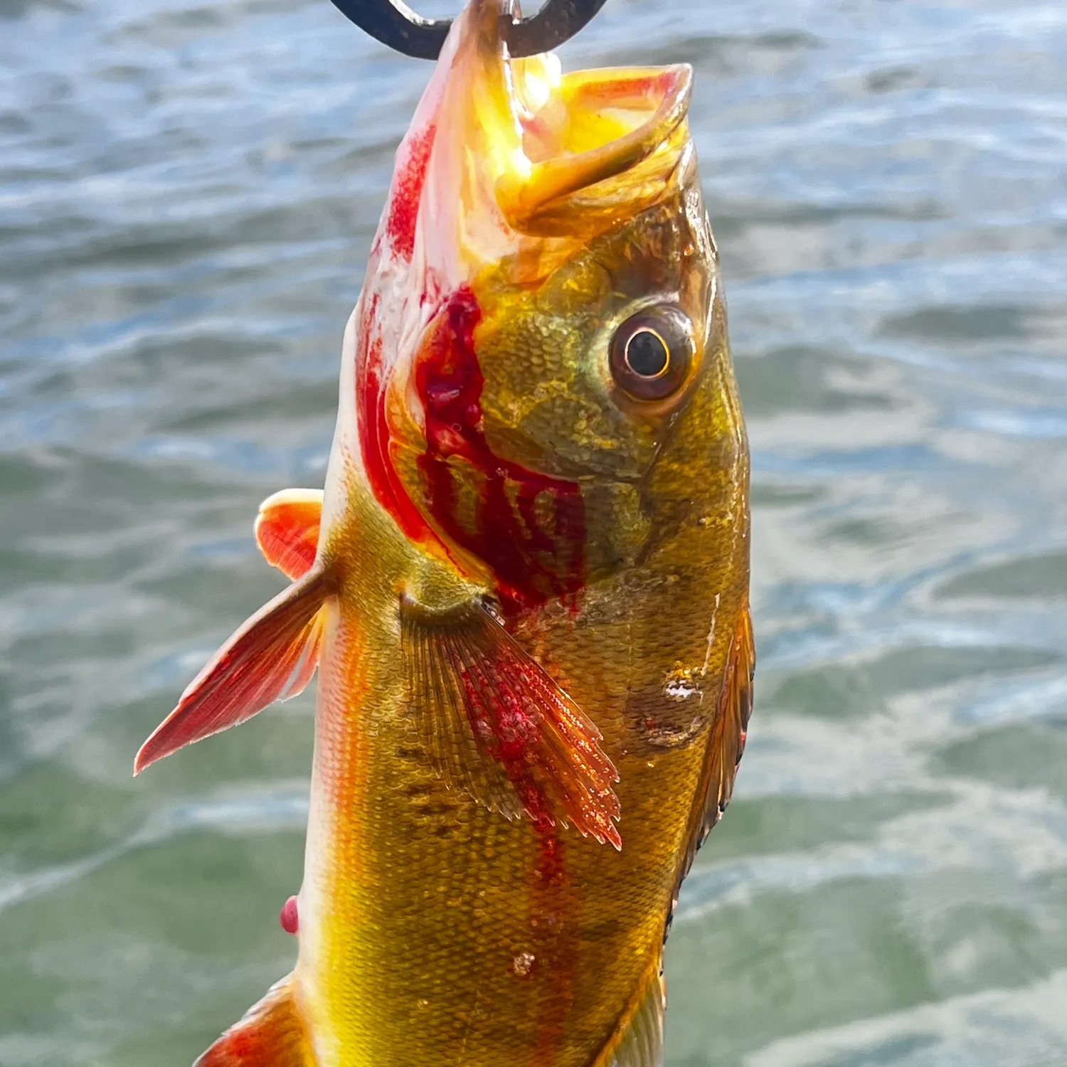 The most recent Kelberi peacock bass catches on Fishbrain