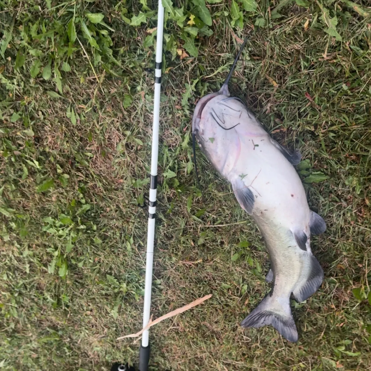 Channel catfish caught on Fishbrain
