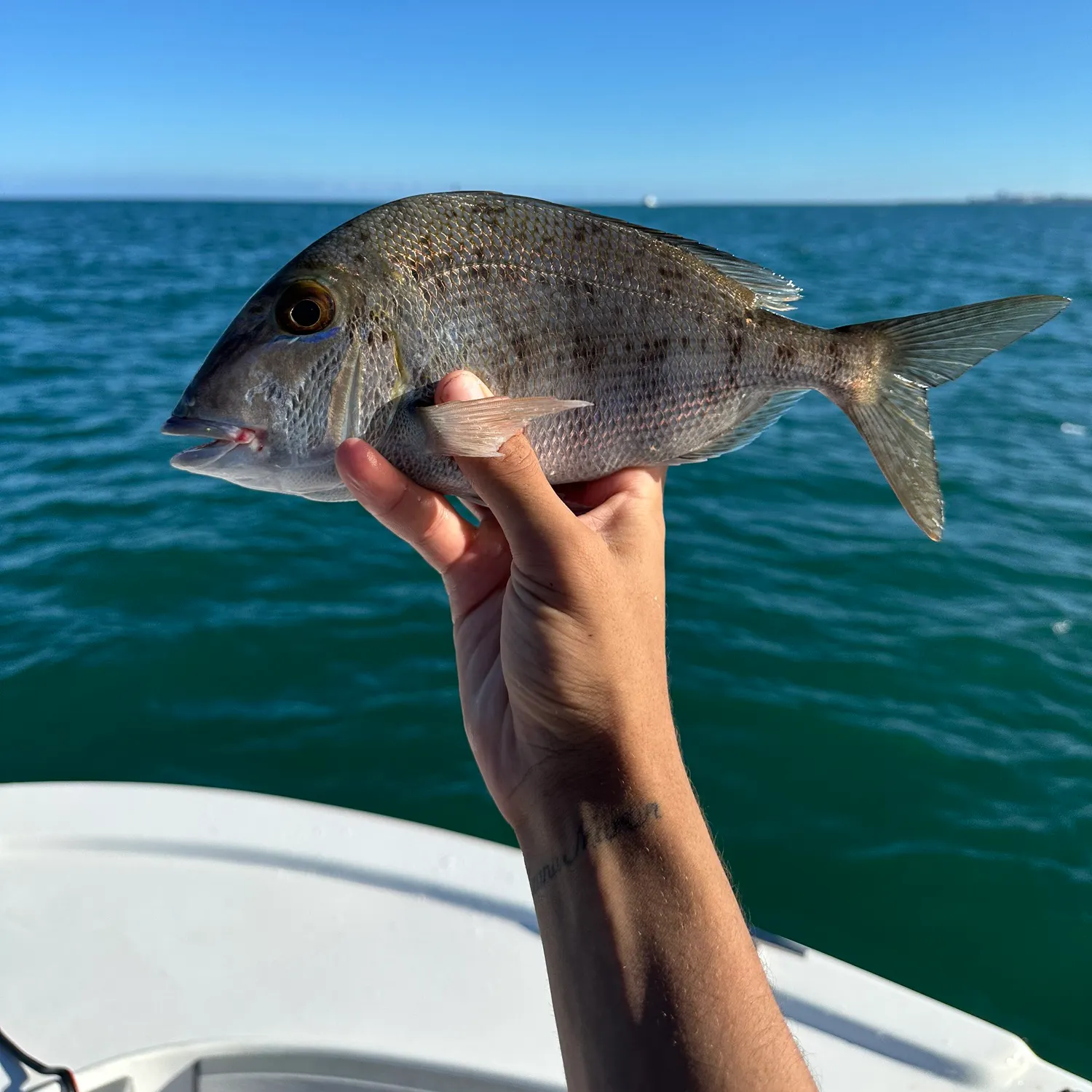 The most recent Grass porgy catches on Fishbrain