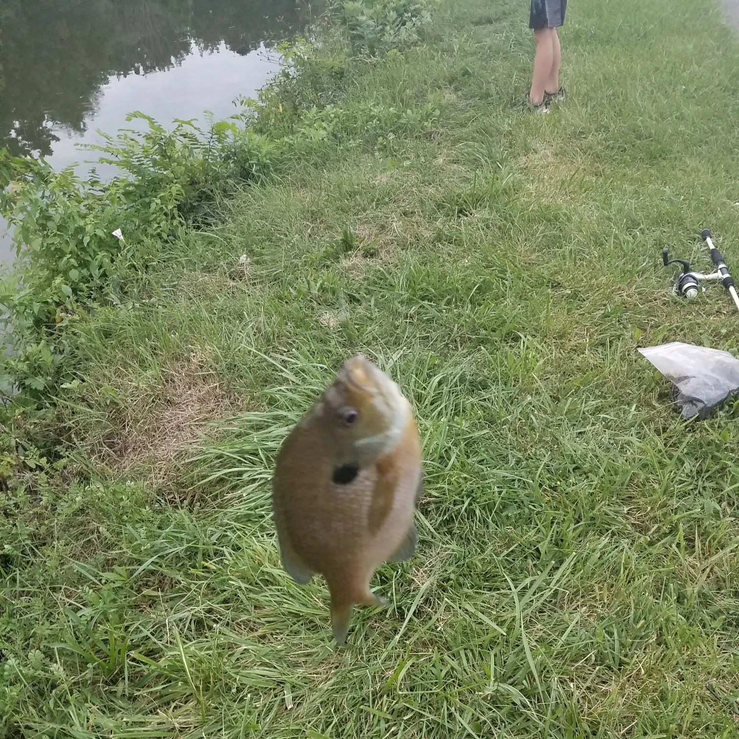 Bluegill caught on Fishbrain