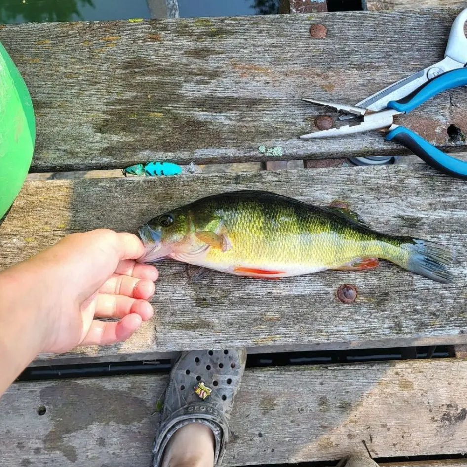 The most recent Yellow perch catches on Fishbrain