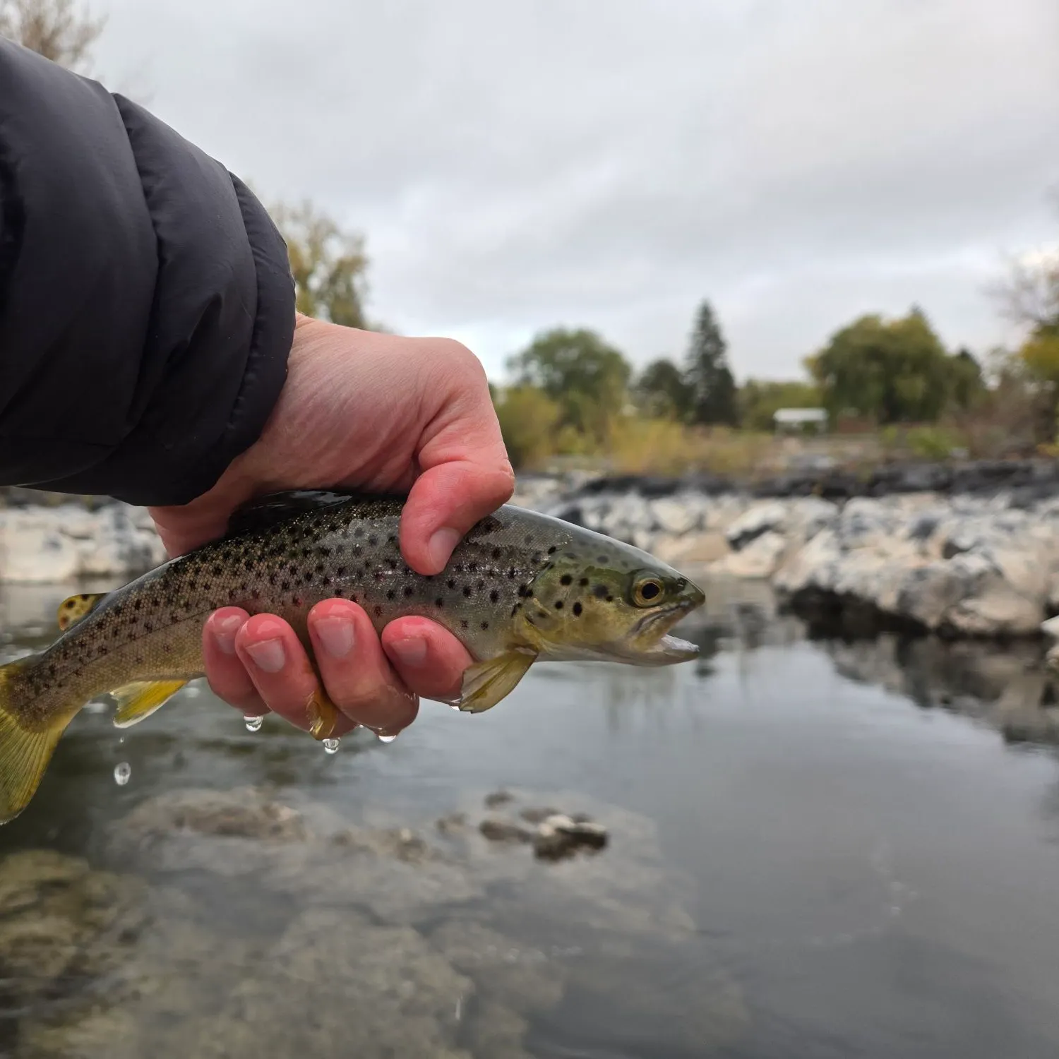 Brown trout caught on Fishbrain
