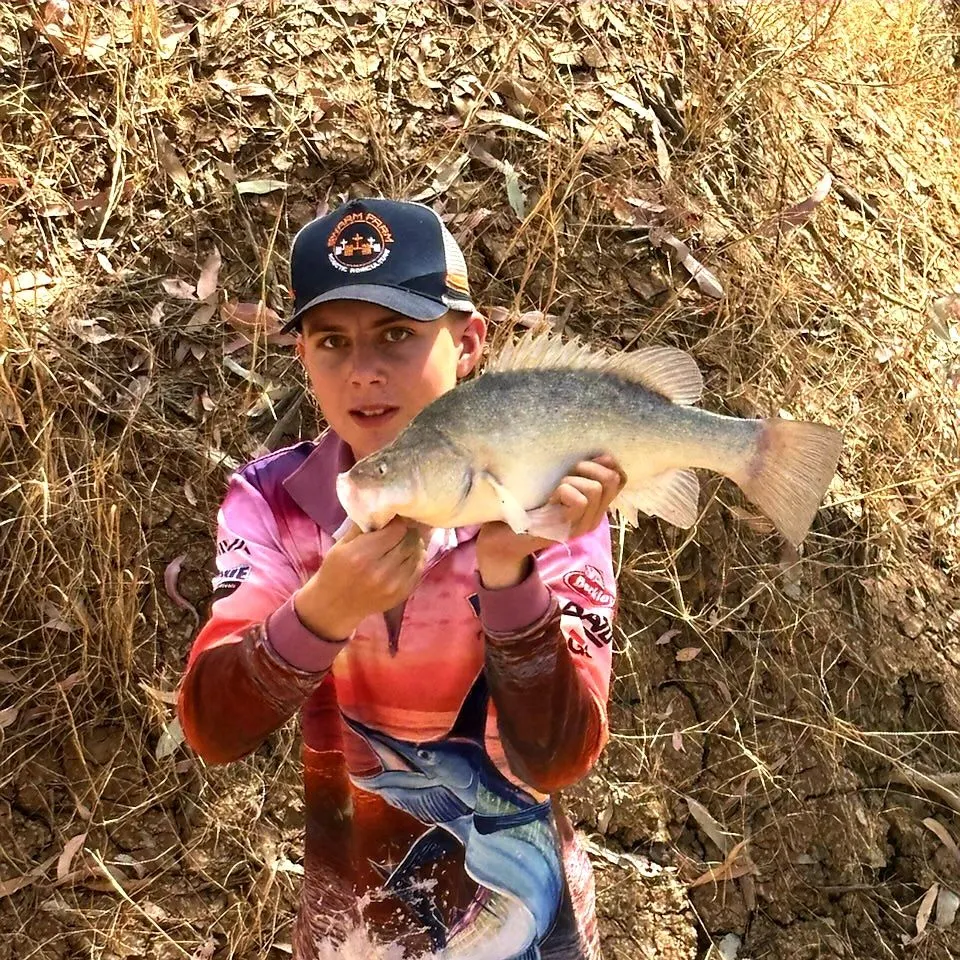 Golden perch caught on Fishbrain