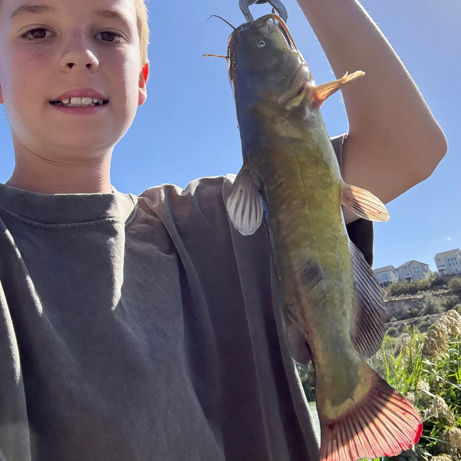 Yellow bullhead caught on Fishbrain