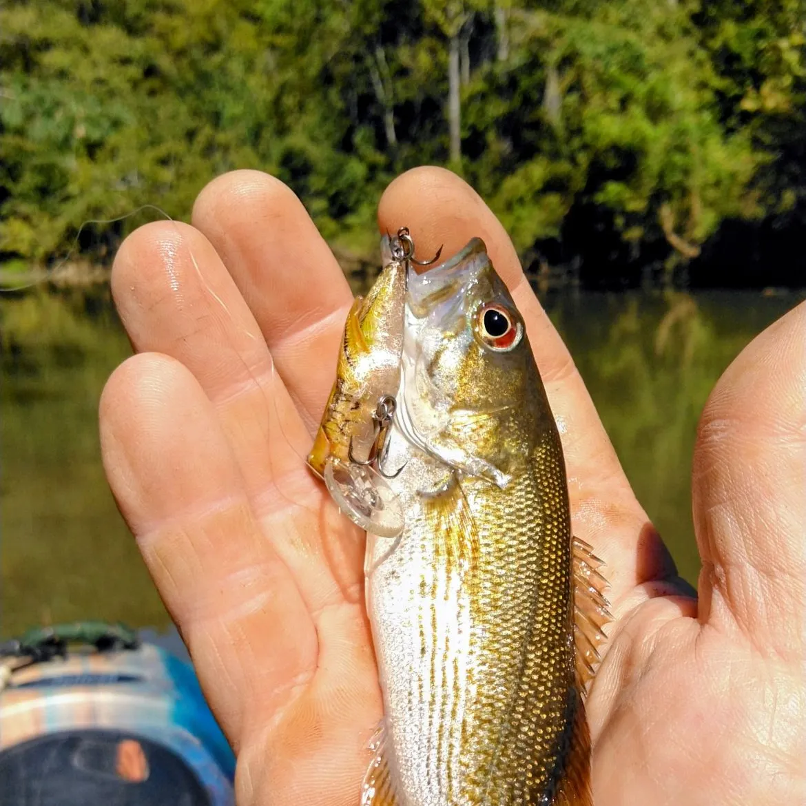The most recent Redeye bass catches on Fishbrain