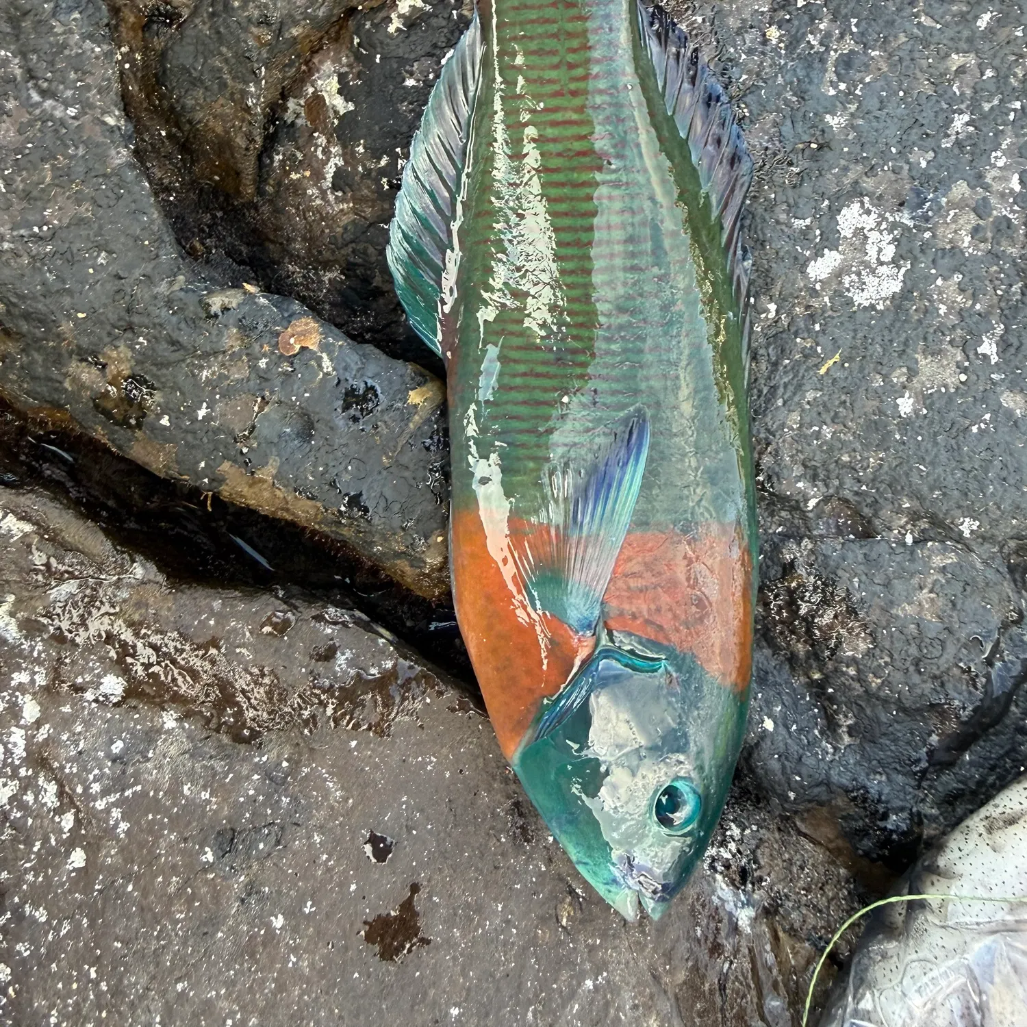 The most recent Saddle wrasse catches on Fishbrain