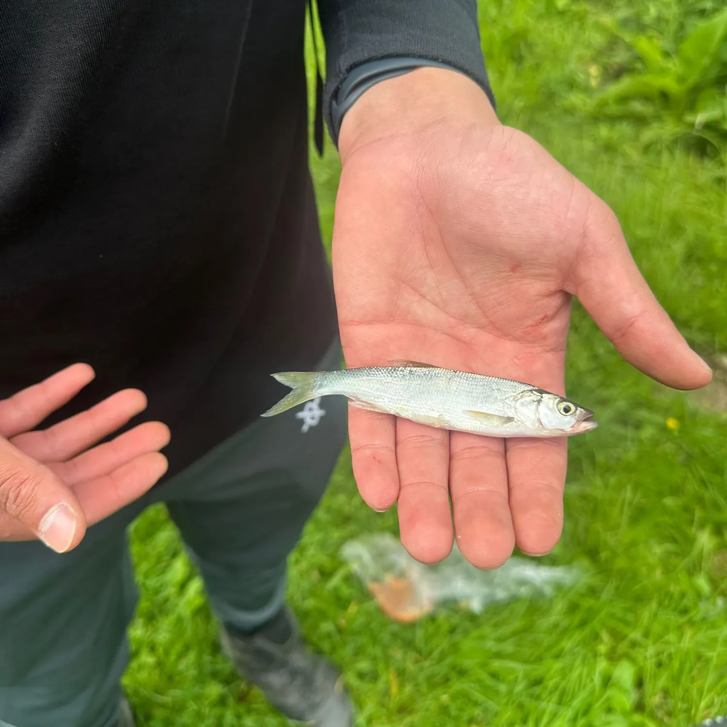 Asp caught on Fishbrain
