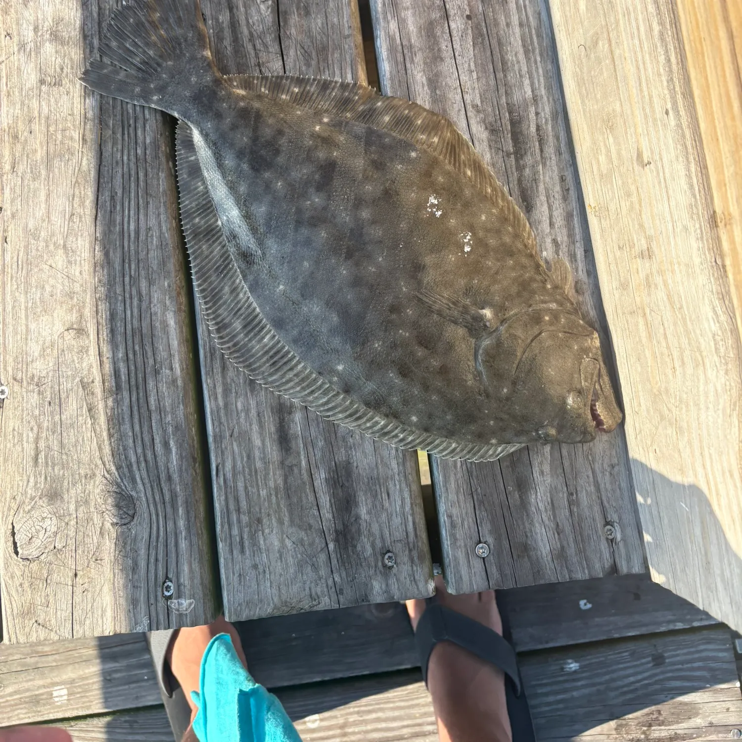 The most recent Southern flounder catches on Fishbrain