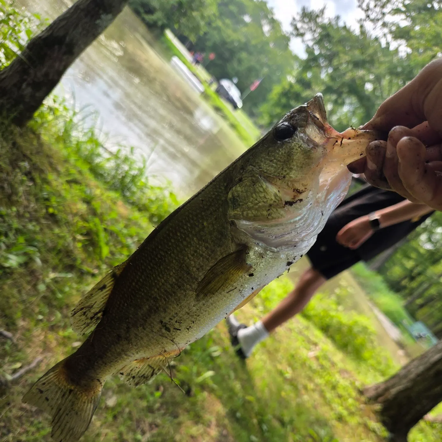 Smallmouth bass caught on Fishbrain