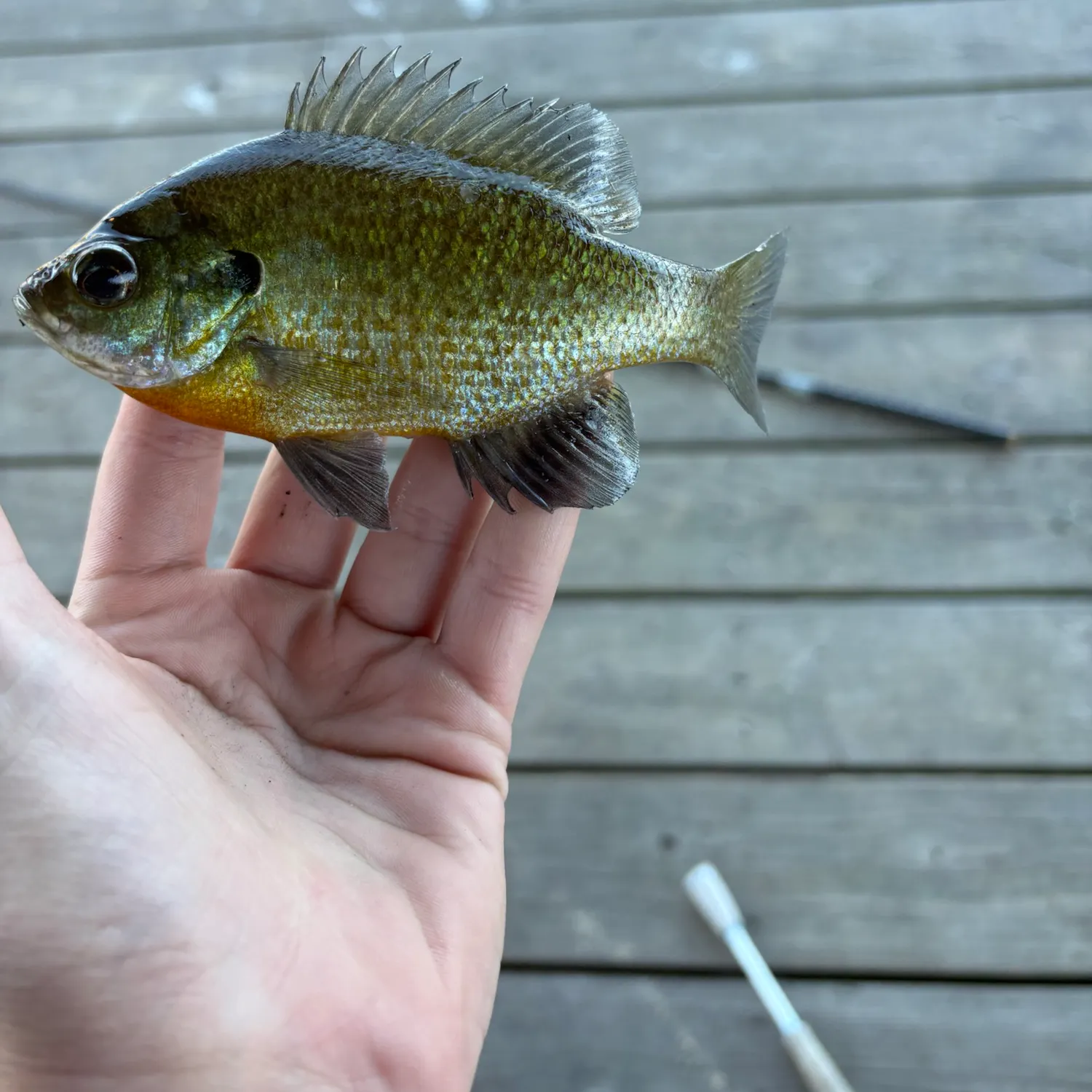 Greengill hybrid caught on Fishbrain