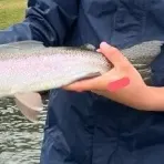 The most recent Rainbow trout catches on Fishbrain