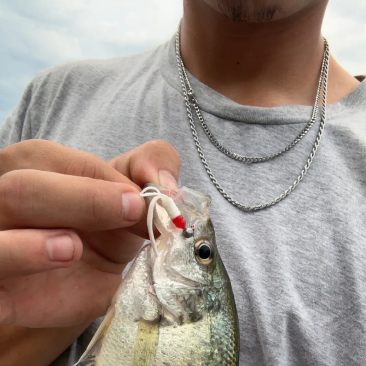 Black crappie caught on Fishbrain