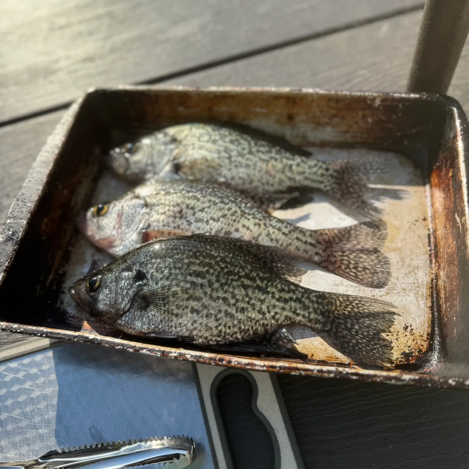 recently logged catches