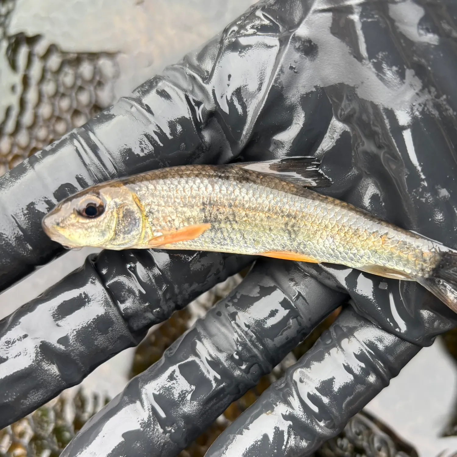 The most recent Golden redhorse catches on Fishbrain