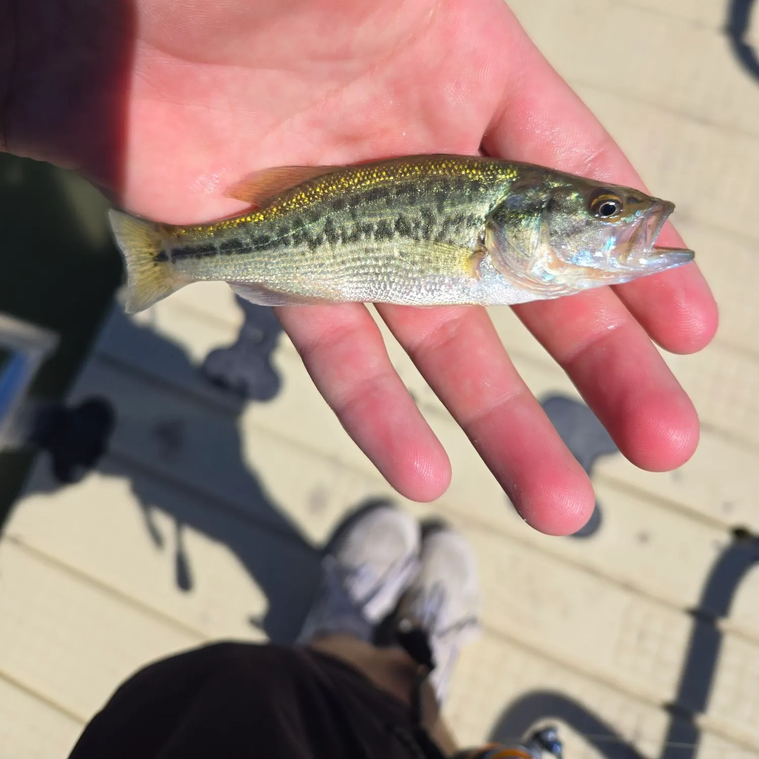 Spotted bass caught on Fishbrain
