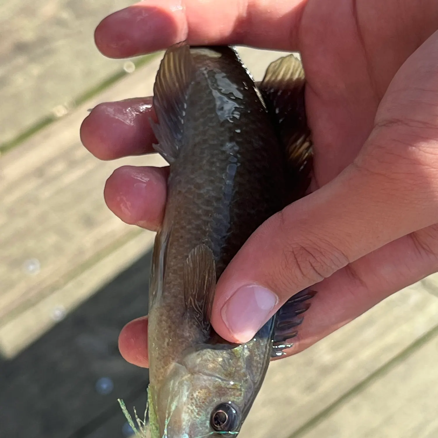 Cunner caught on Fishbrain