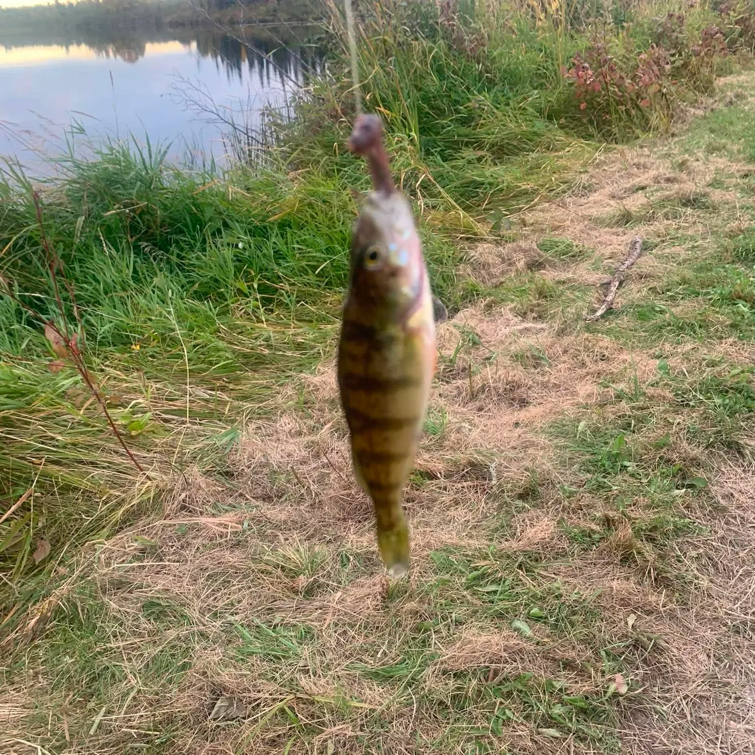Yellow perch caught on Fishbrain