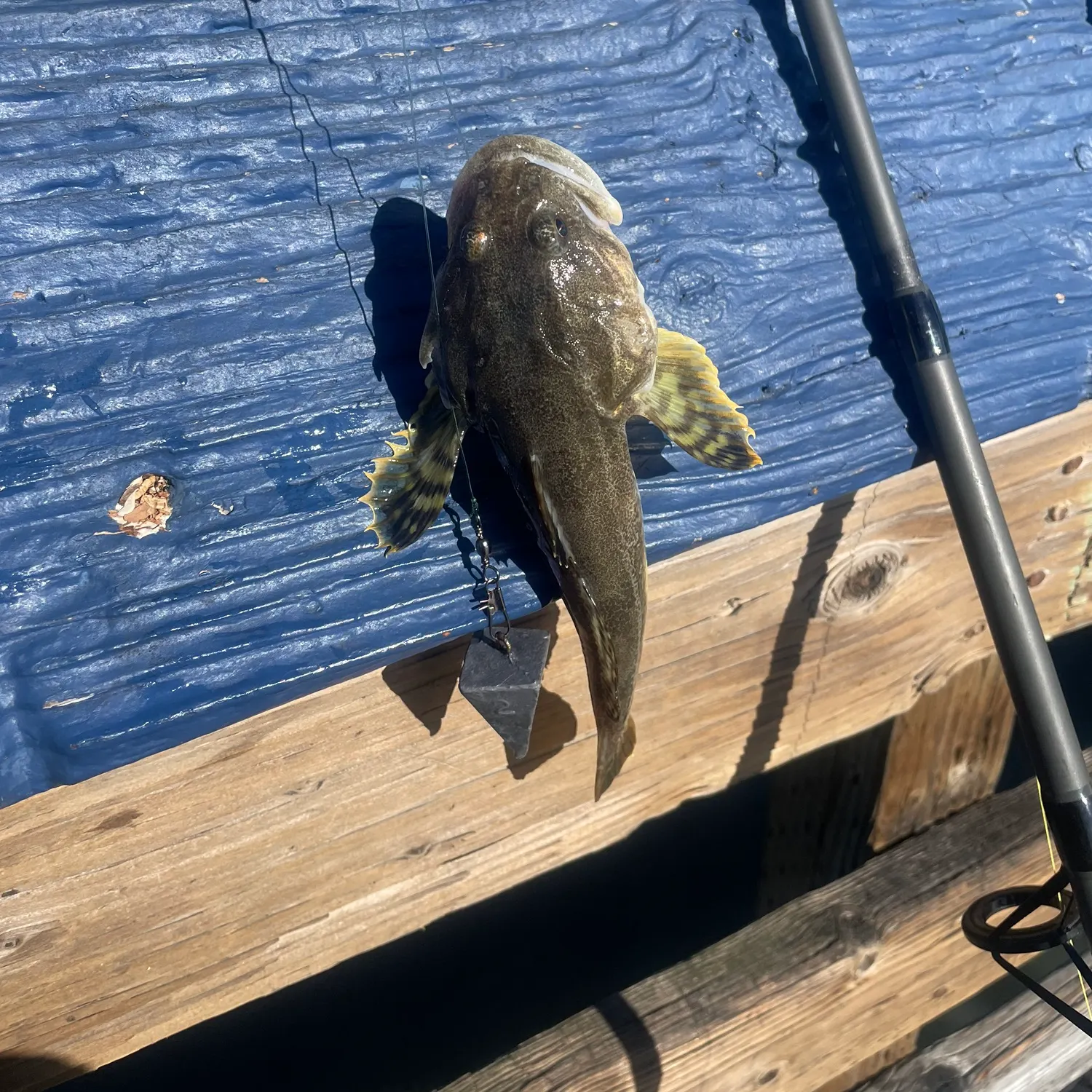 The most recent Cabezon catches on Fishbrain