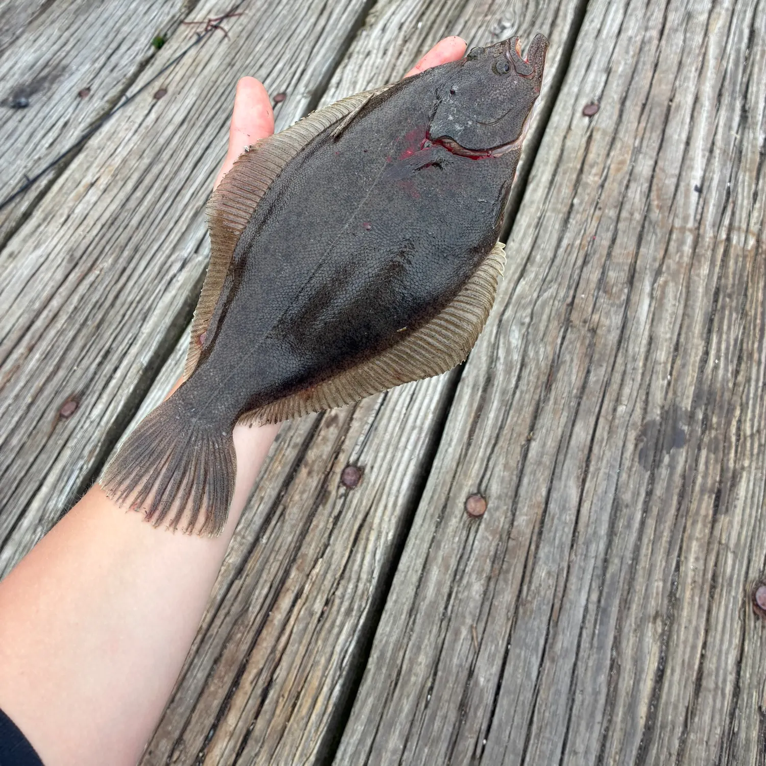 The most recent Pacific sand sole catches on Fishbrain