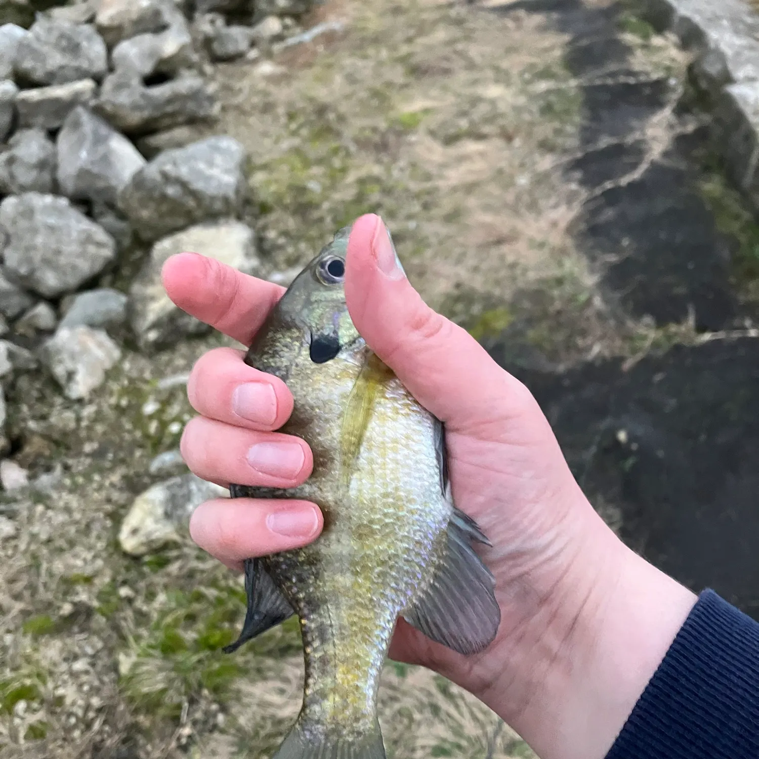 Bluegill caught on Fishbrain