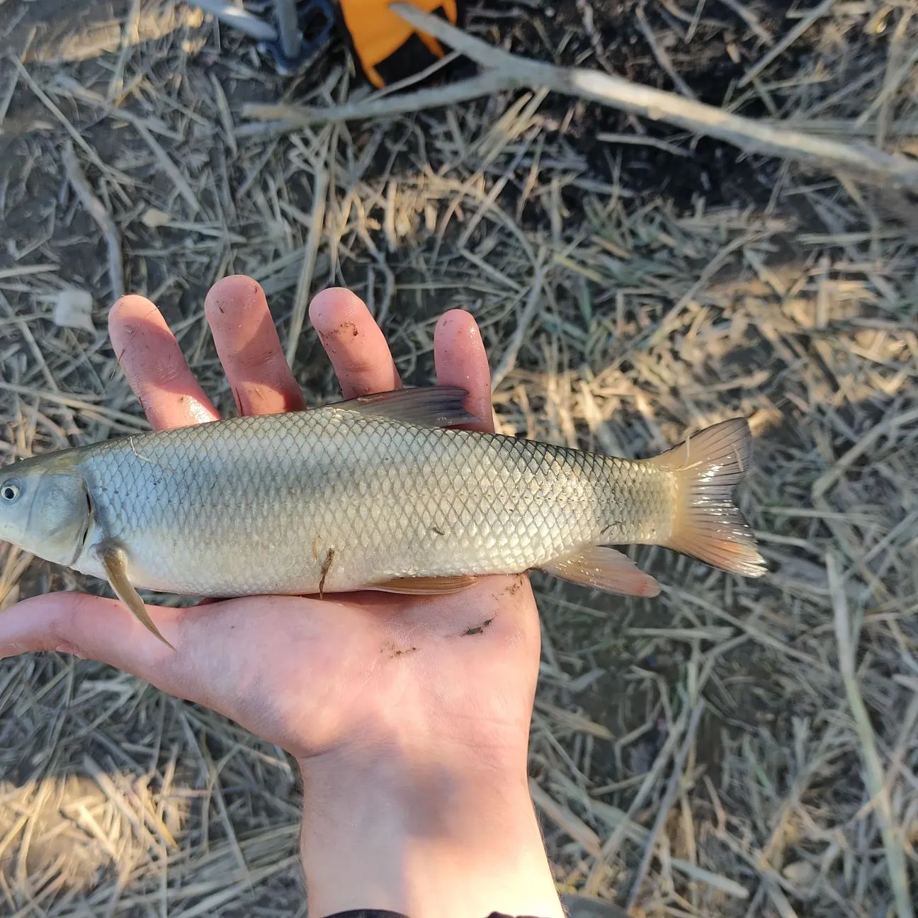 The most recent Chiselmouth catches on Fishbrain