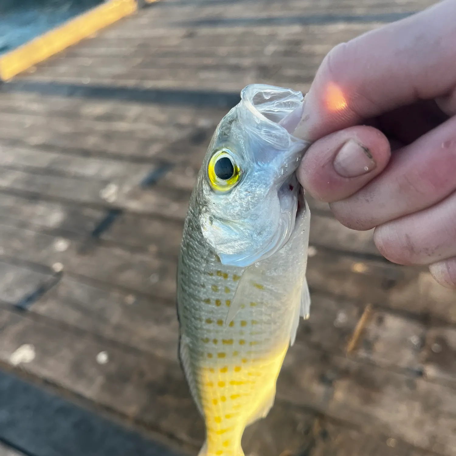most liked catch image
