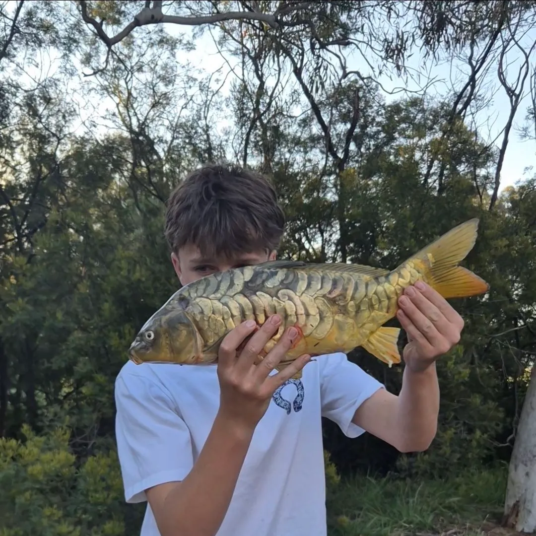 Mirror carp caught on Fishbrain