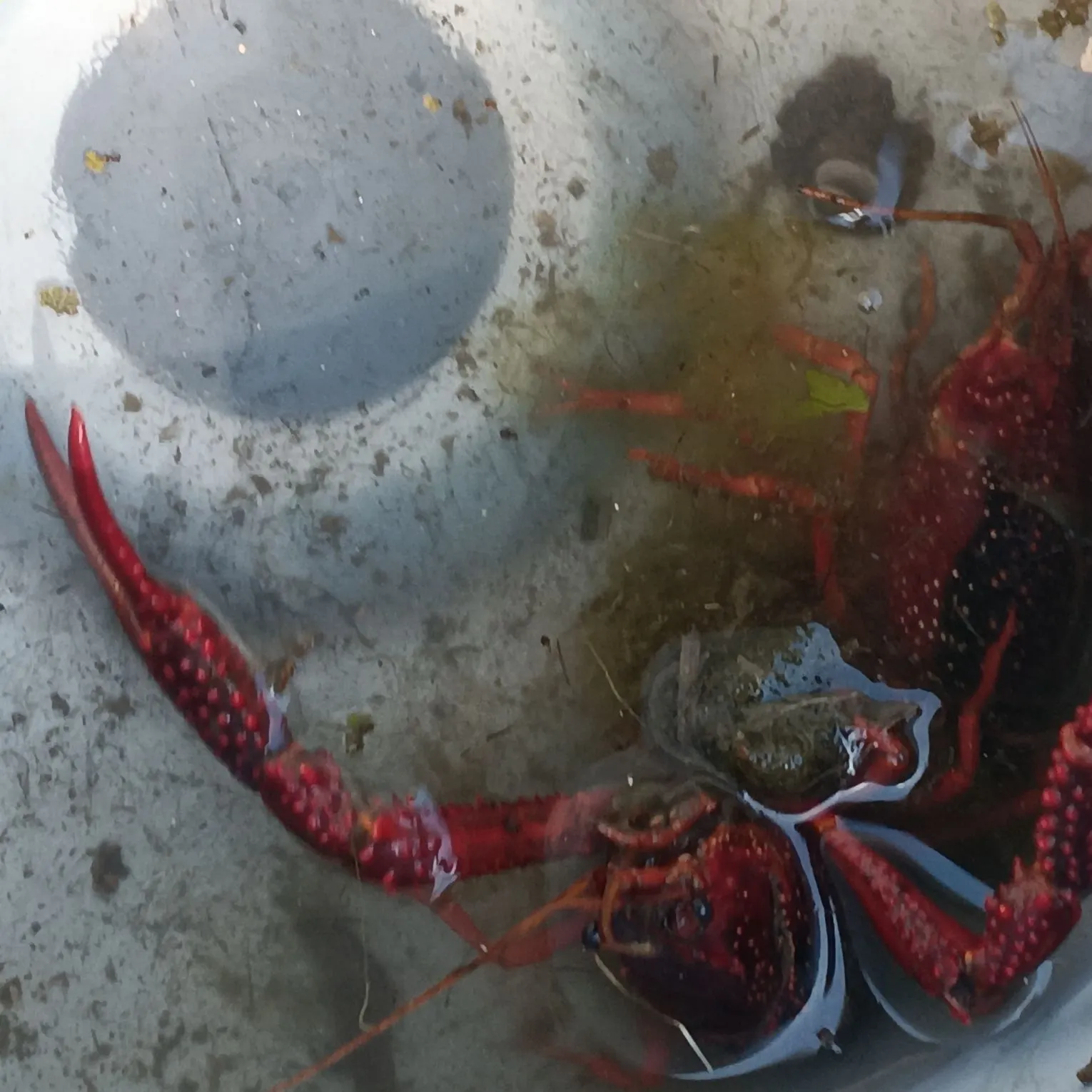 The most recent Signal crayfish catches on Fishbrain
