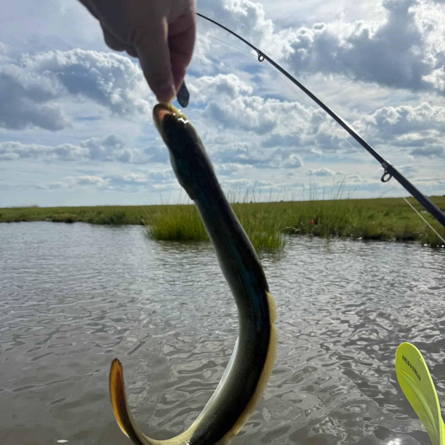 American eel caught on Fishbrain