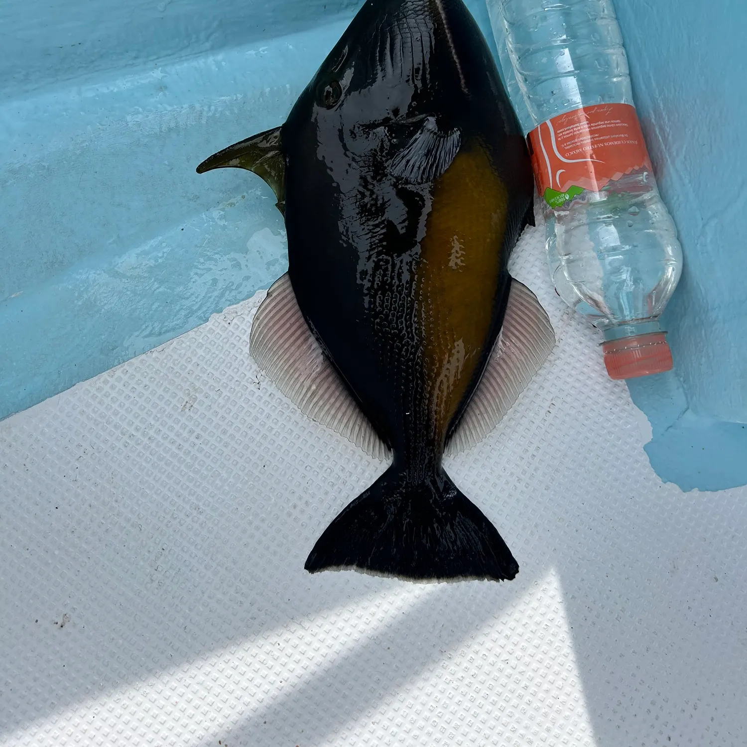 The most recent Bridled triggerfish catches on Fishbrain