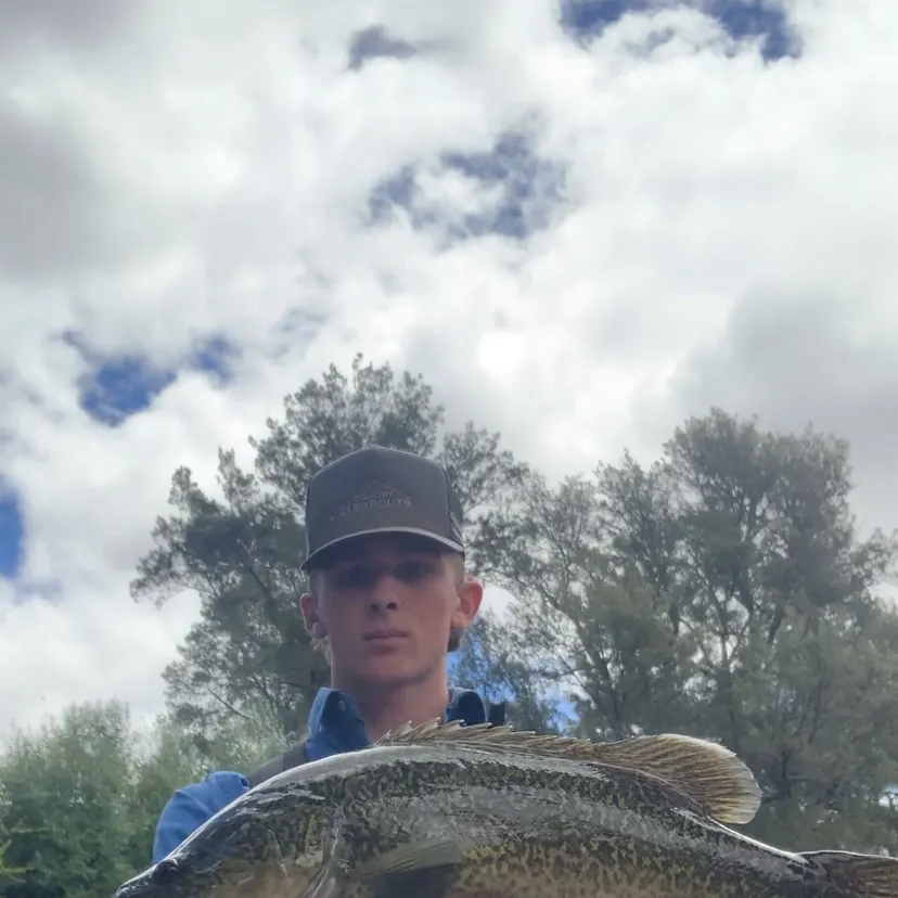 Murray cod caught on Fishbrain