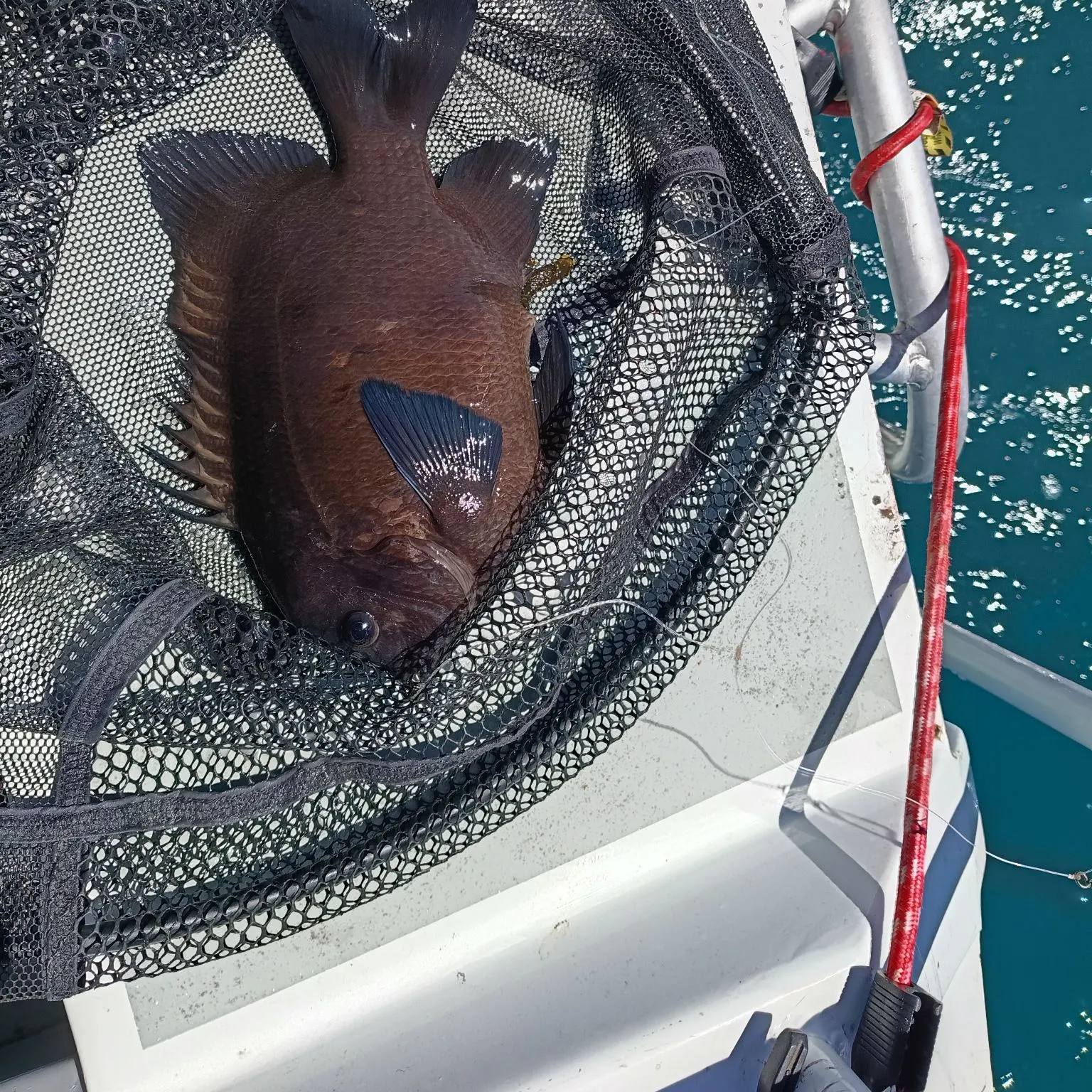 The most recent Black drummer catches on Fishbrain