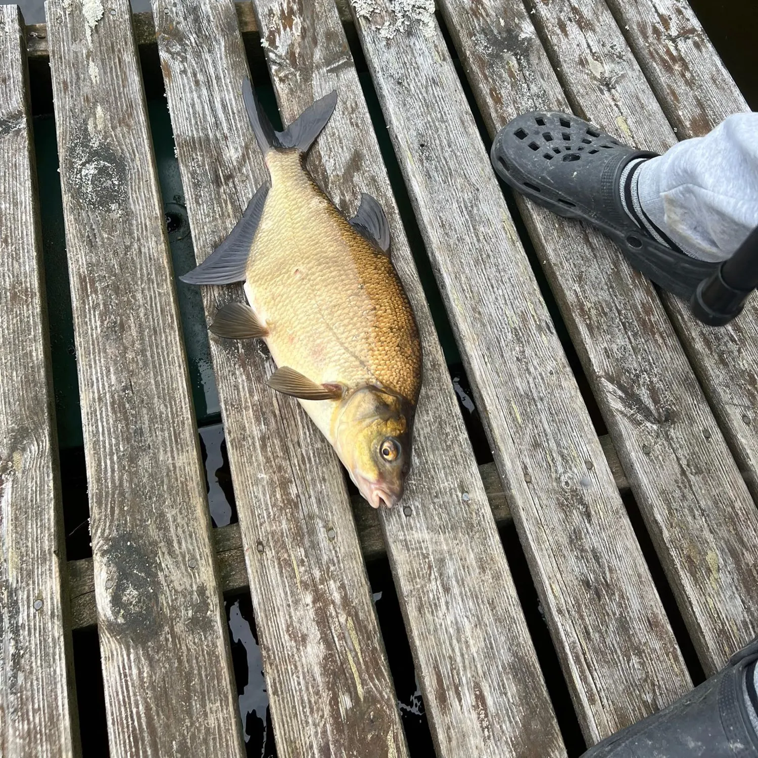 Common bream caught on Fishbrain