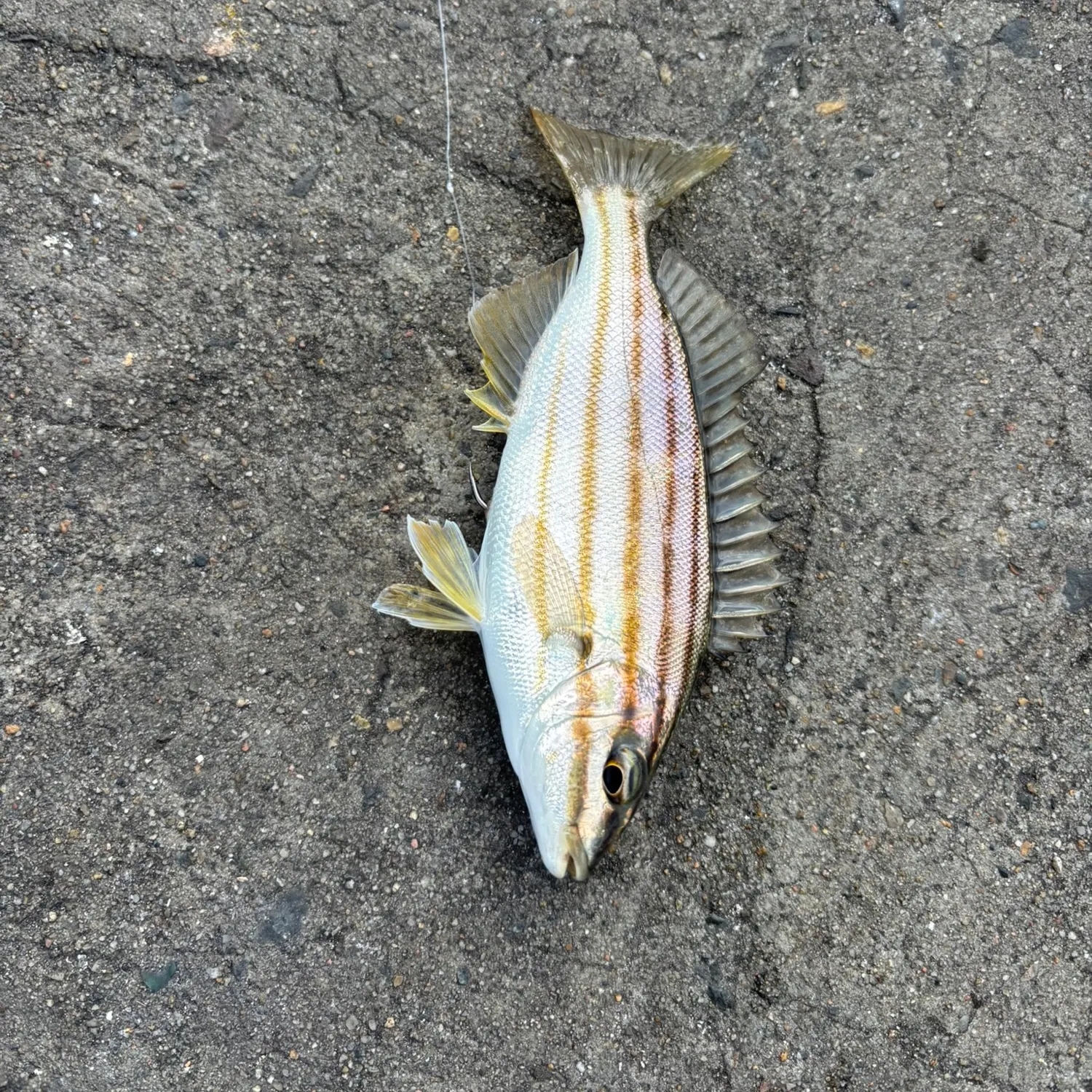 The most recent Striped trumpeter catches on Fishbrain