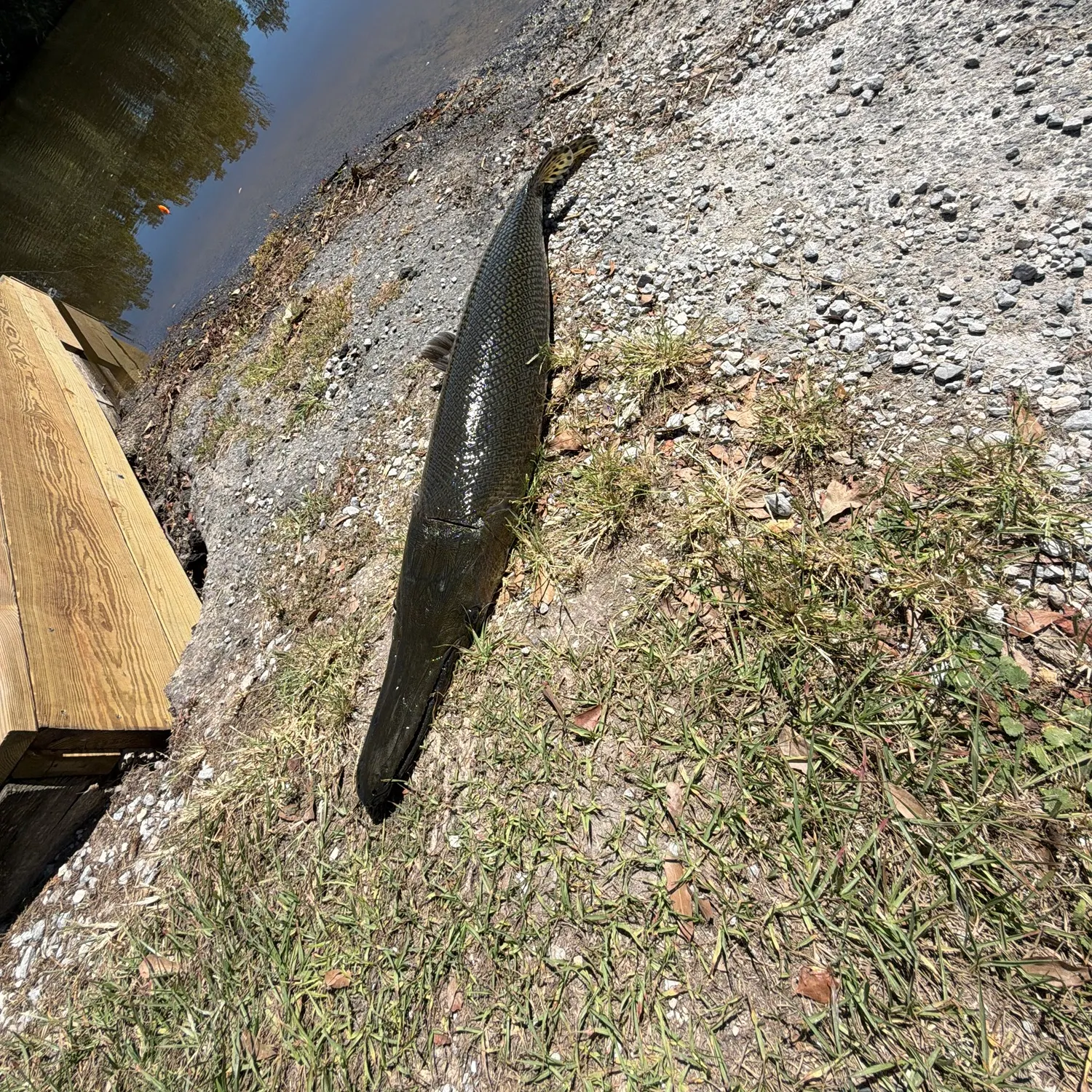 Alligator gar caught on Fishbrain