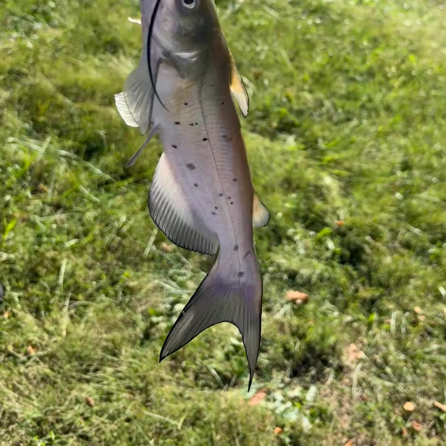 Channel catfish caught on Fishbrain