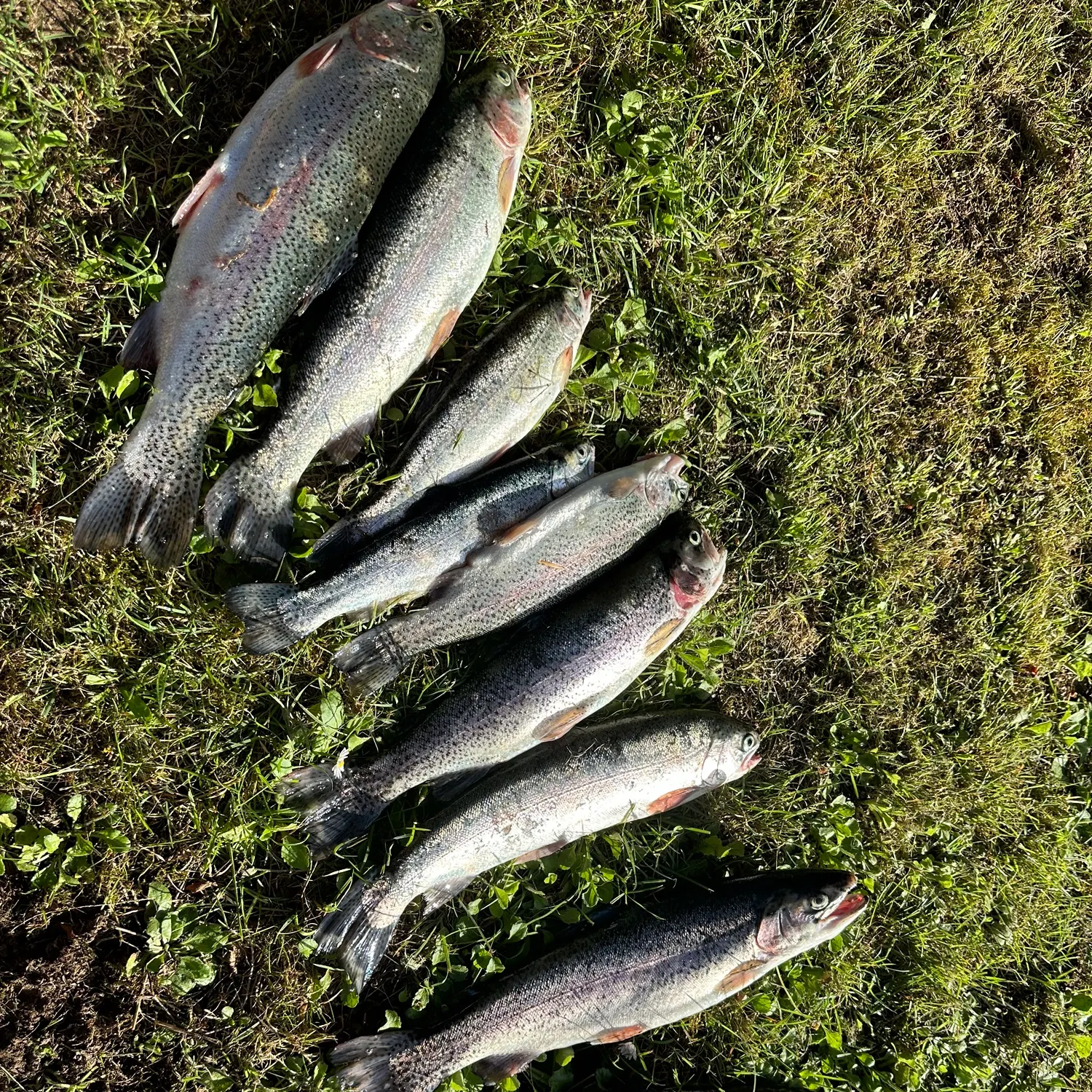 recently logged catches