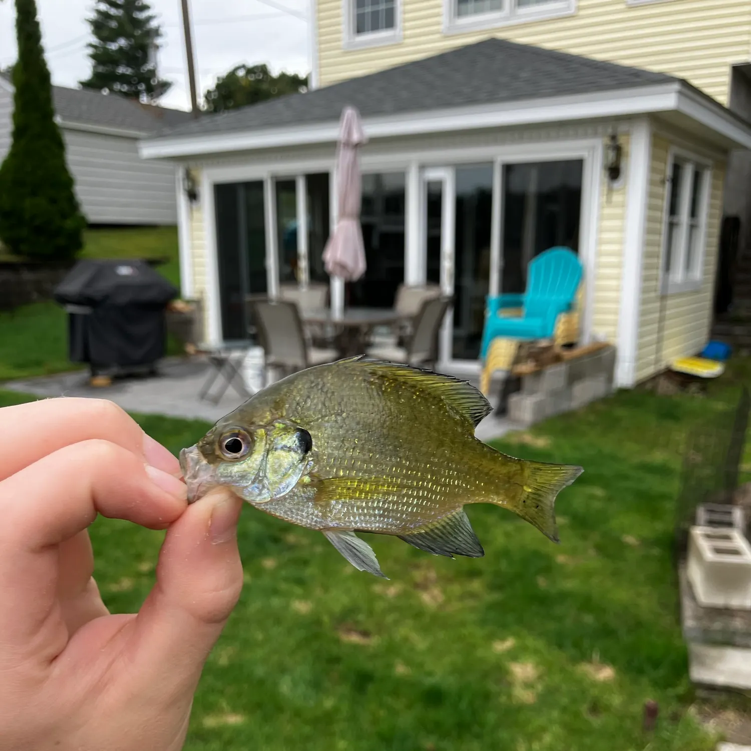 Bluegill caught on Fishbrain