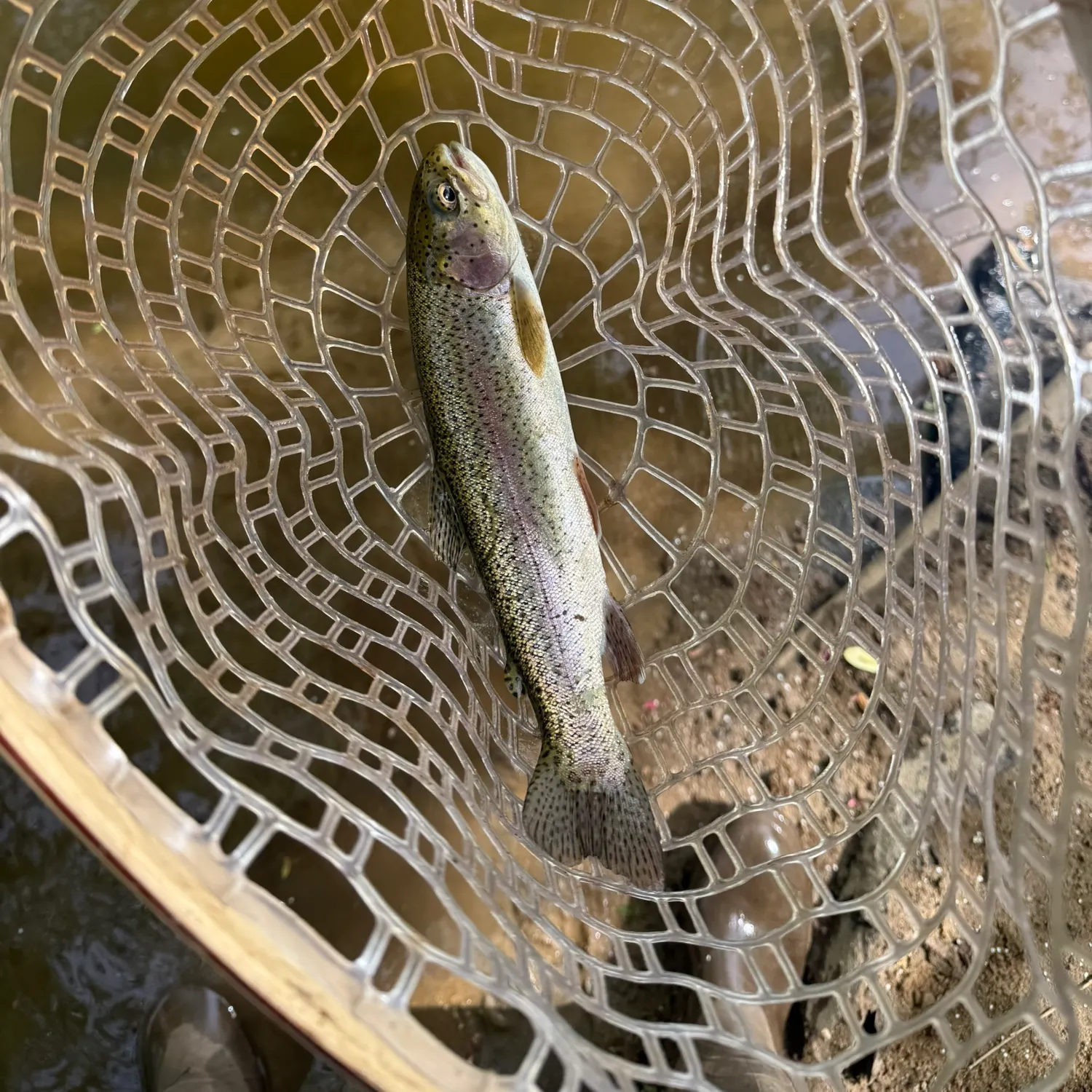 The most recent Rainbow trout catches on Fishbrain