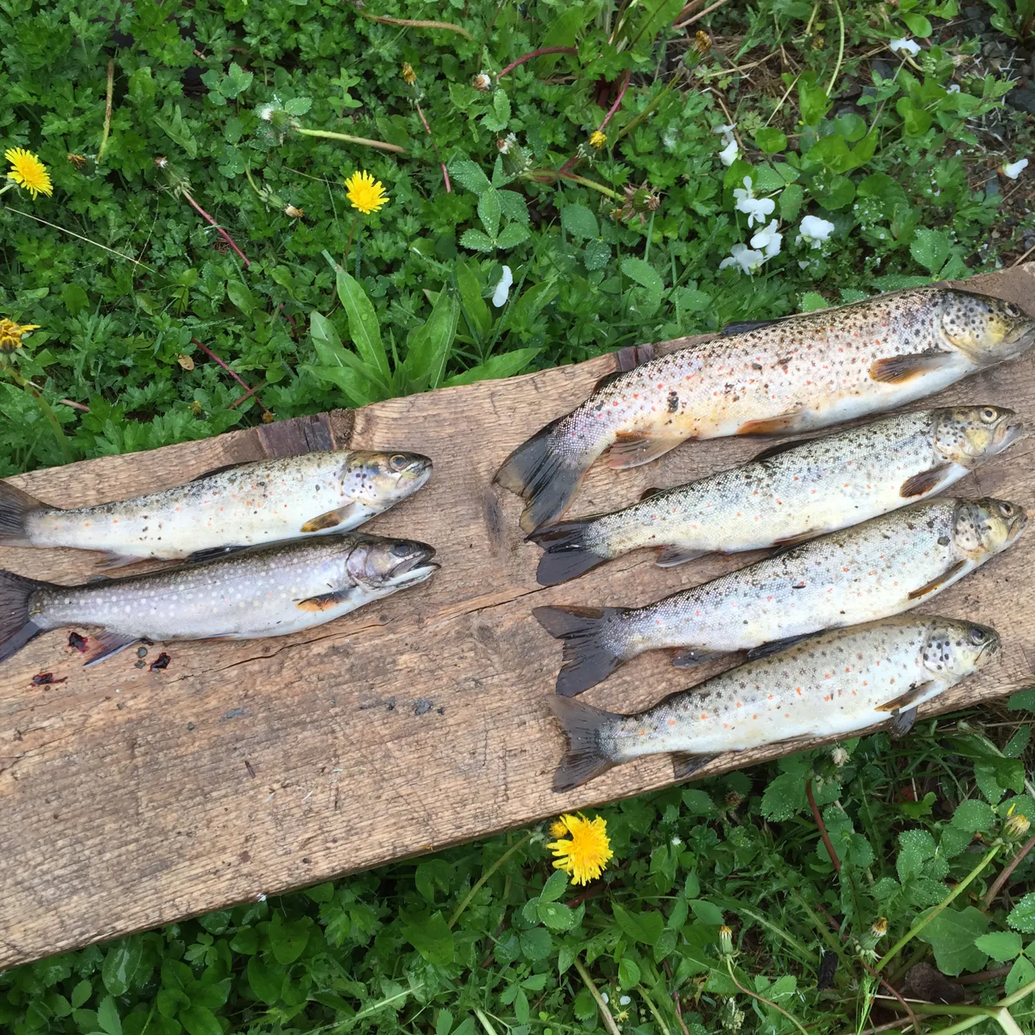 recently logged catches